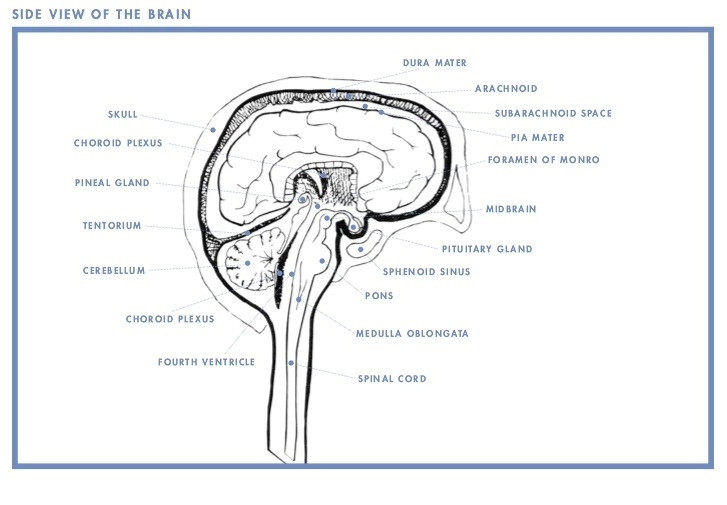Кисты могут появляться в самых различных областях мозга